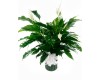 Peace Lily